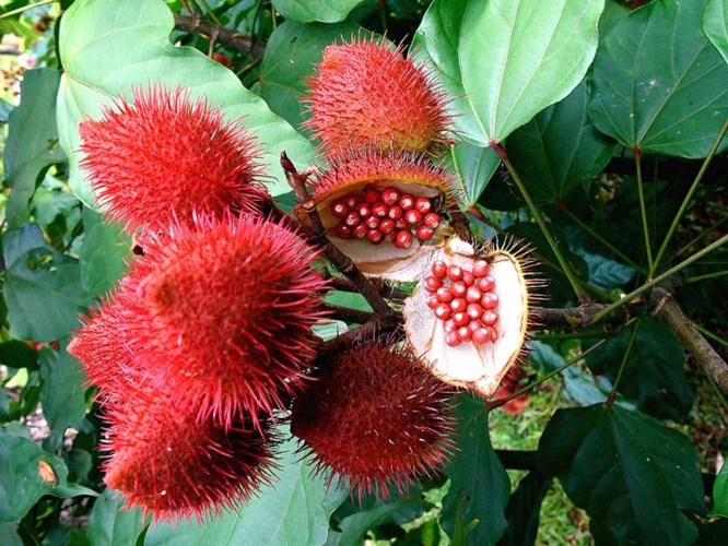 [-]Trồng[-]cây[-]cà[-]ri[-]đỏ[-]làm[-]cảnh[-]mang[-]lại[-]lợi[-]nhuận[-]cao